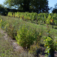 Clos de la Dioterie 2018