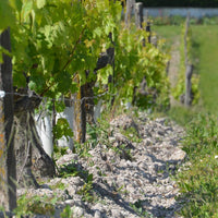 Clos de la Dioterie 2011