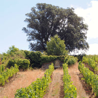 Clos du Chêne Vert 2023