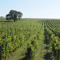 Les Varennes du Grand Clos 2017