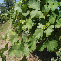 Les Charmes - blanc 2020