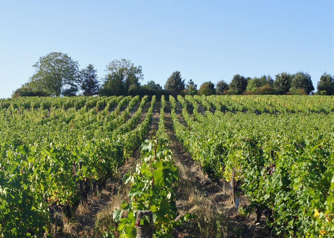 Clos de la Dioterie 2014 - Charles Joguet
