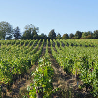 Clos de la Dioterie 2020 "En-primeur" - Charles Joguet