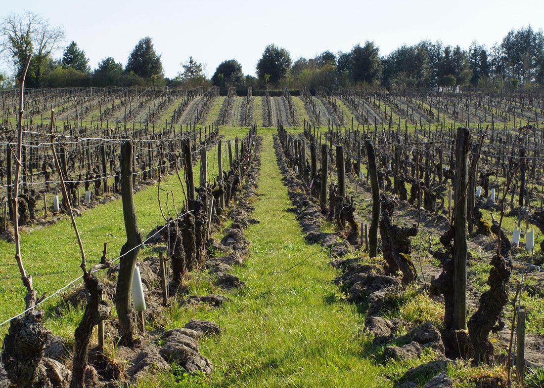 Clos de la Dioterie 2014 - Charles Joguet
