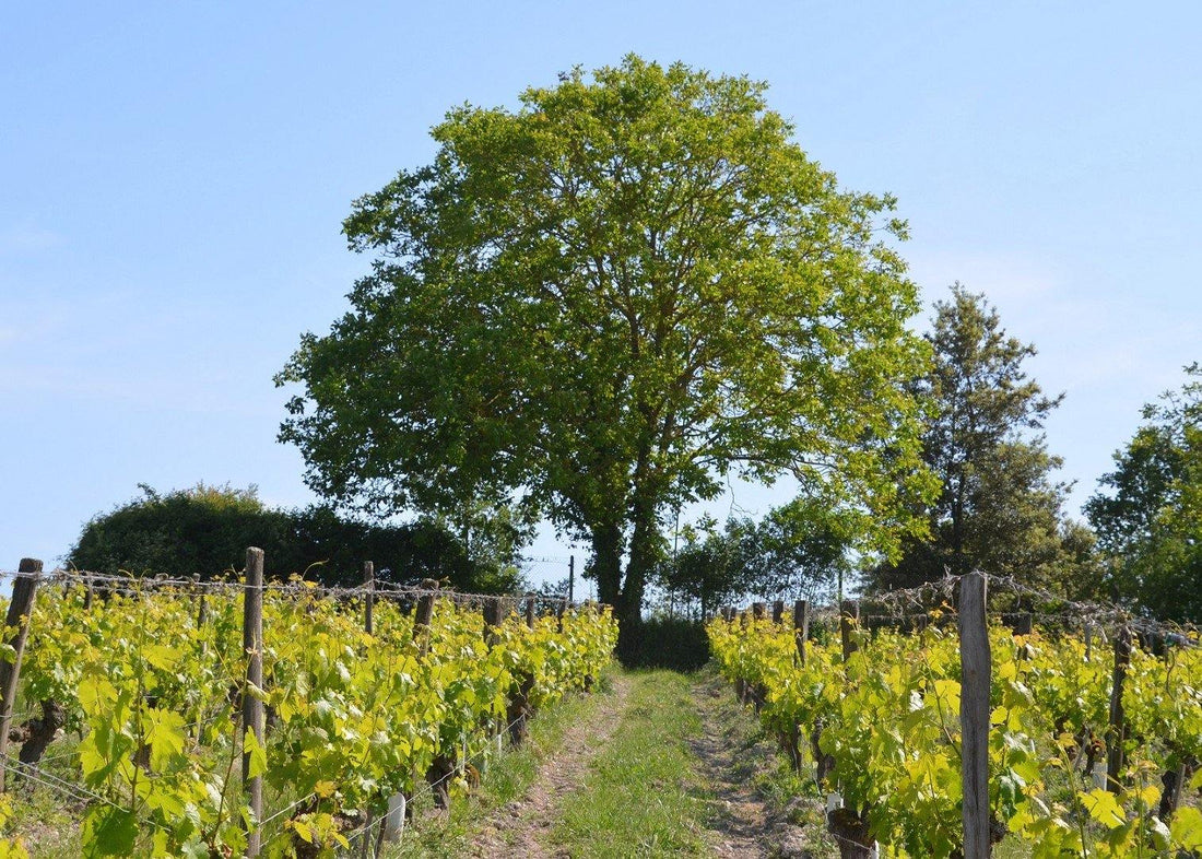 Clos de la Dioterie 2014 - Charles Joguet