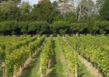 Clos de la Plante Martin 2012