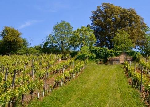 Clos du Chêne Vert 2011 - Charles Joguet