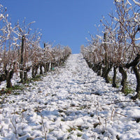 Clos du Chêne Vert 2018 - Charles Joguet