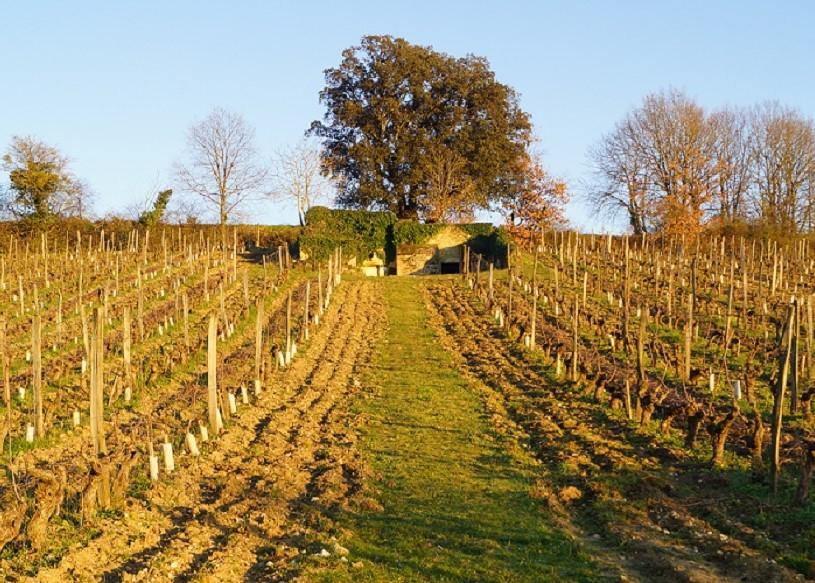 Clos du Chêne Vert 2011 - Charles Joguet