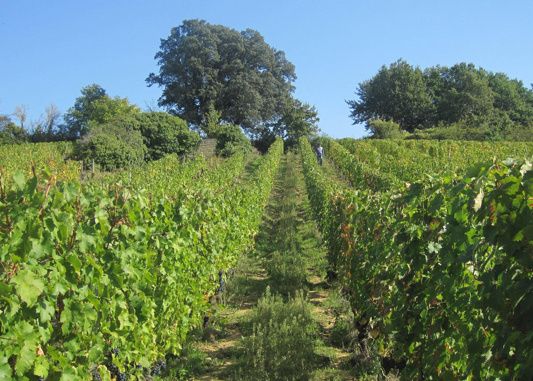 Clos du Chêne Vert 2011 - Charles Joguet