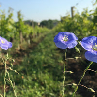 La Cure 2019 - Charles Joguet