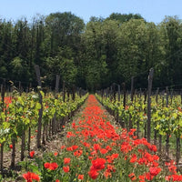 Les Charmes 2016 - Charles Joguet