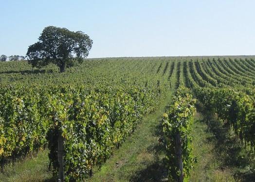 Les Varennes du Grand Clos 2015 - Charles Joguet