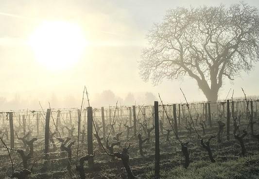 Les Varennes du Grand Clos 2010 - Charles Joguet