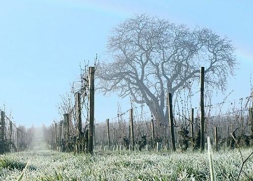 Les Varennes du Grand Clos 2010 - Charles Joguet