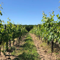 Rosé 2022 - Charles Joguet