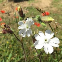 Silènes 2013 - Charles Joguet