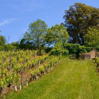 Clos du Chêne Vert 2019 - Charles Joguet