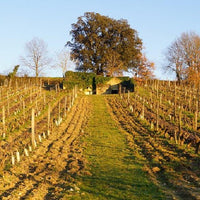 Clos du Chêne Vert 2019 - Charles Joguet