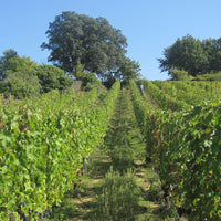 Clos du Chêne Vert 2019 - Charles Joguet