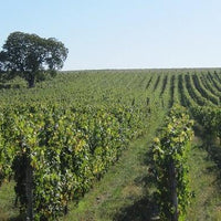 Les Varennes du Grand Clos 2021 - Charles Joguet