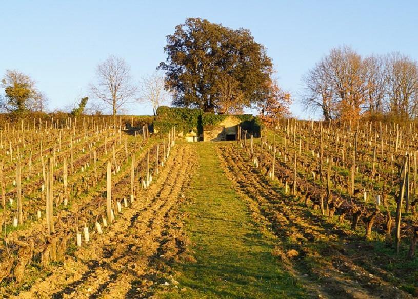 Clos du Chêne Vert 2010 - Charles Joguet