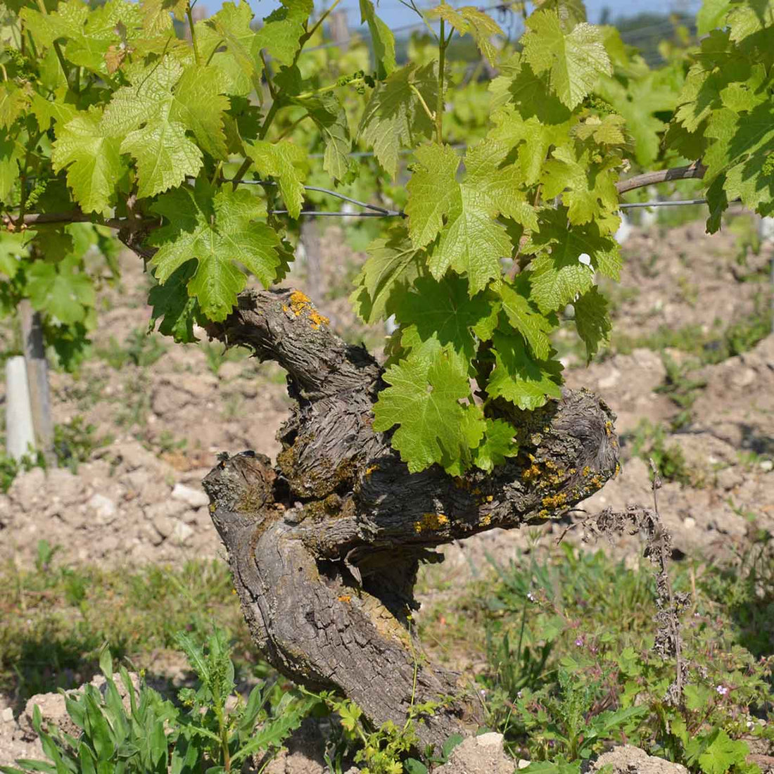 Clos de la Dioterie 2011