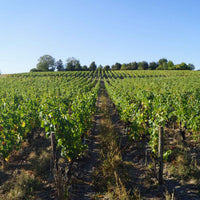 Clos de la Dioterie 2020