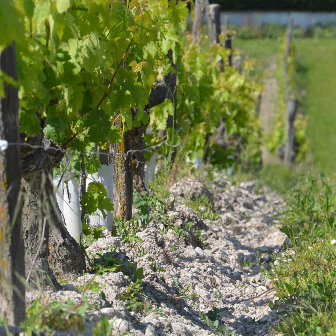 Clos de la Dioterie 2011