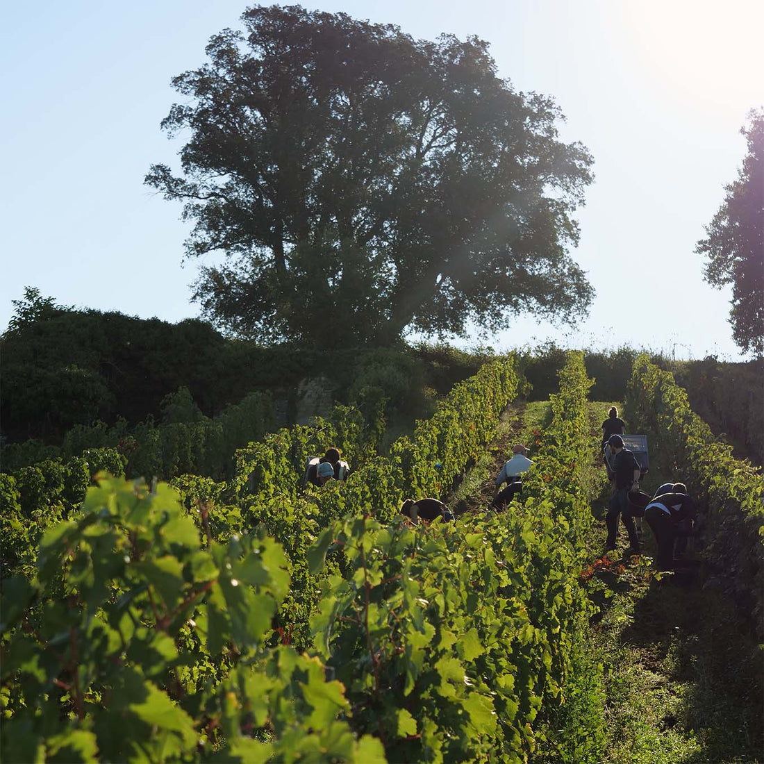 Clos du Chêne Vert 2023