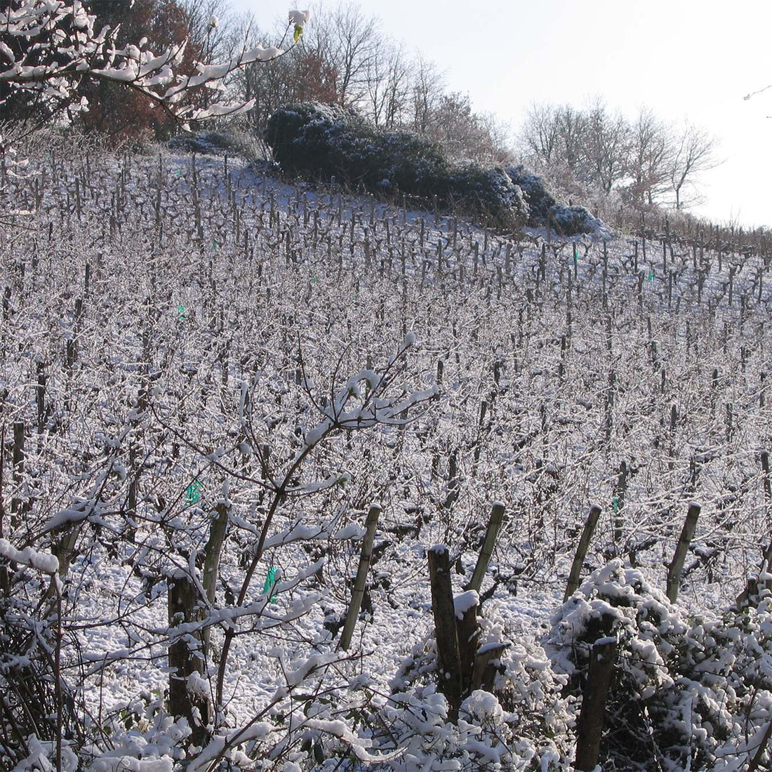 Clos du Chêne Vert 2023