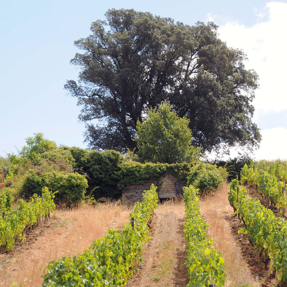 Clos du Chêne Vert 2023