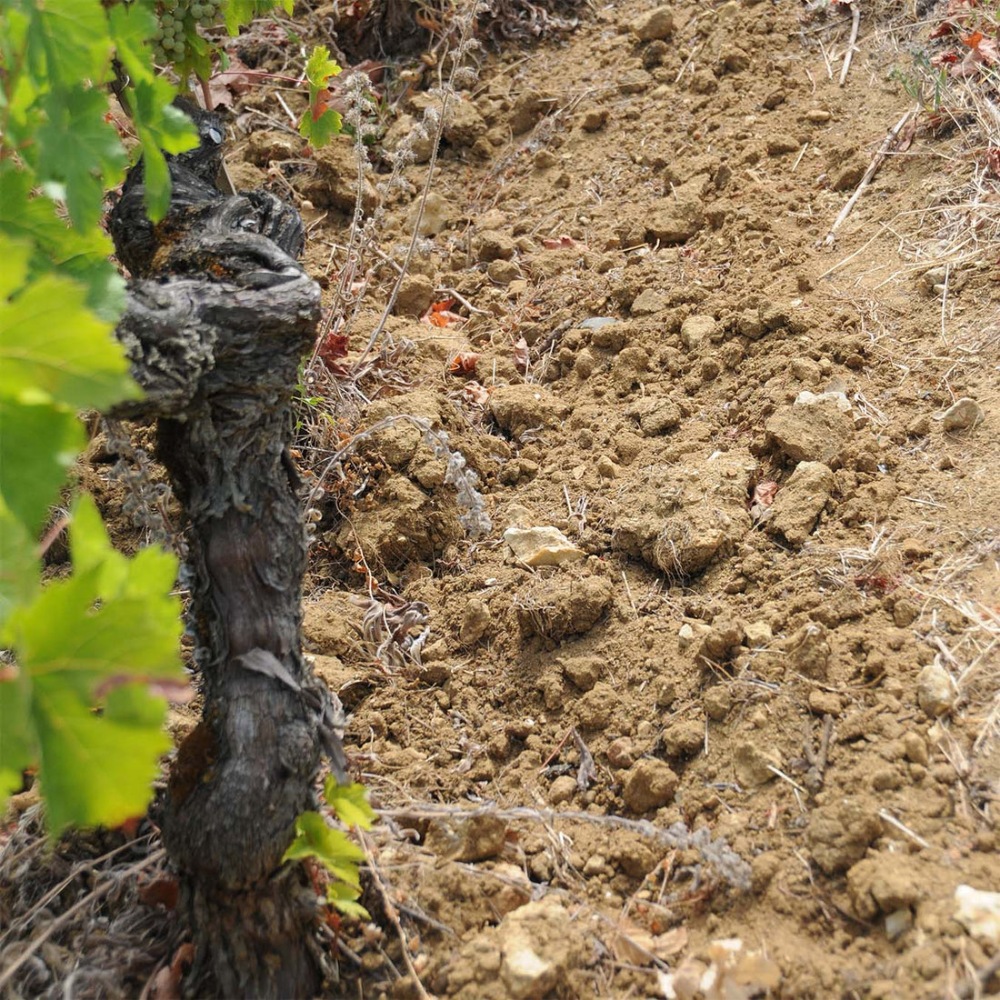 Clos du Chêne Vert 2024 "En-primeur"
