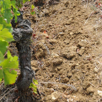 Clos du Chêne Vert 2023