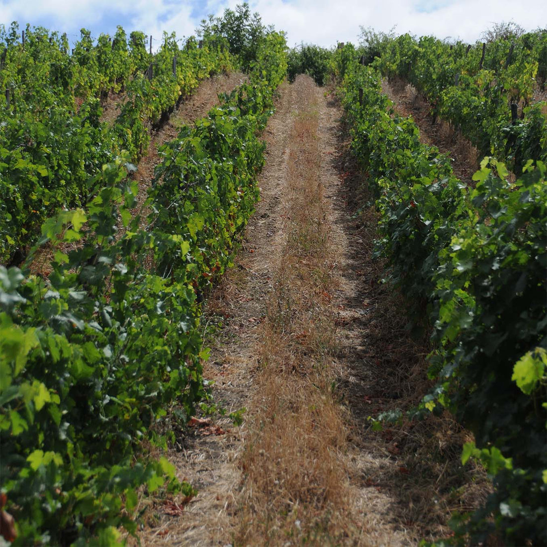 Clos du Chêne Vert 2023