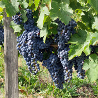 Les Varennes du Grand Clos 2015
