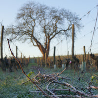 Les Varennes du Grand Clos 2017