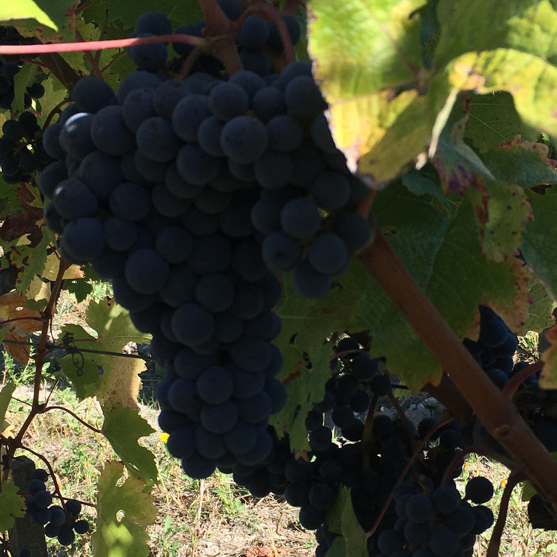 Les Varennes du Grand Clos 2017