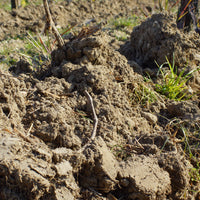 Les Varennes du Grand Clos 2017