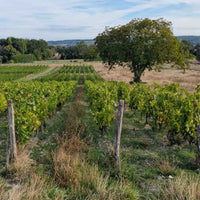 Les Varennes du Grand Clos 2020