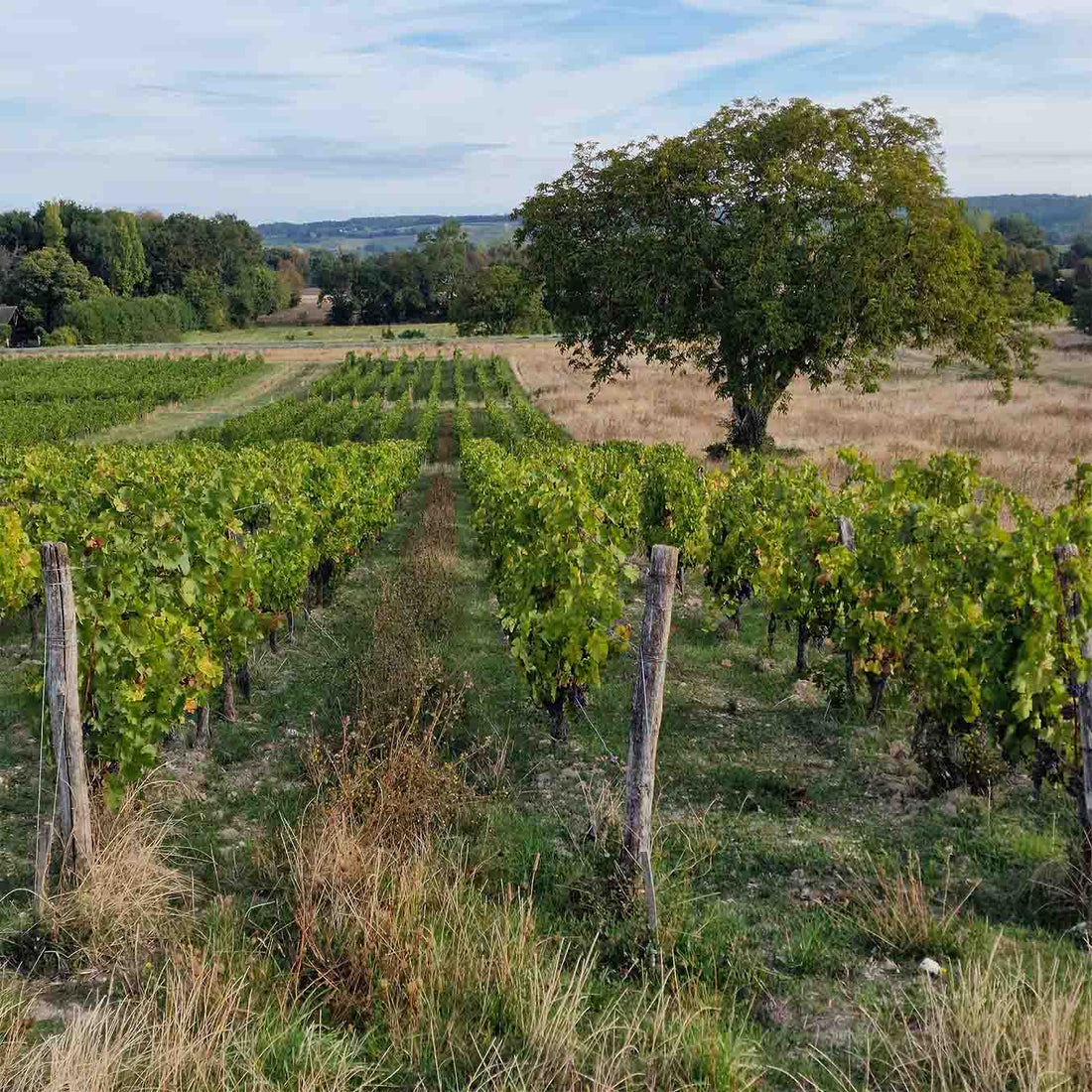 Les Varennes du Grand Clos 2022