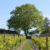 Clos de la Dioterie 2020 "En-primeur" - Charles Joguet