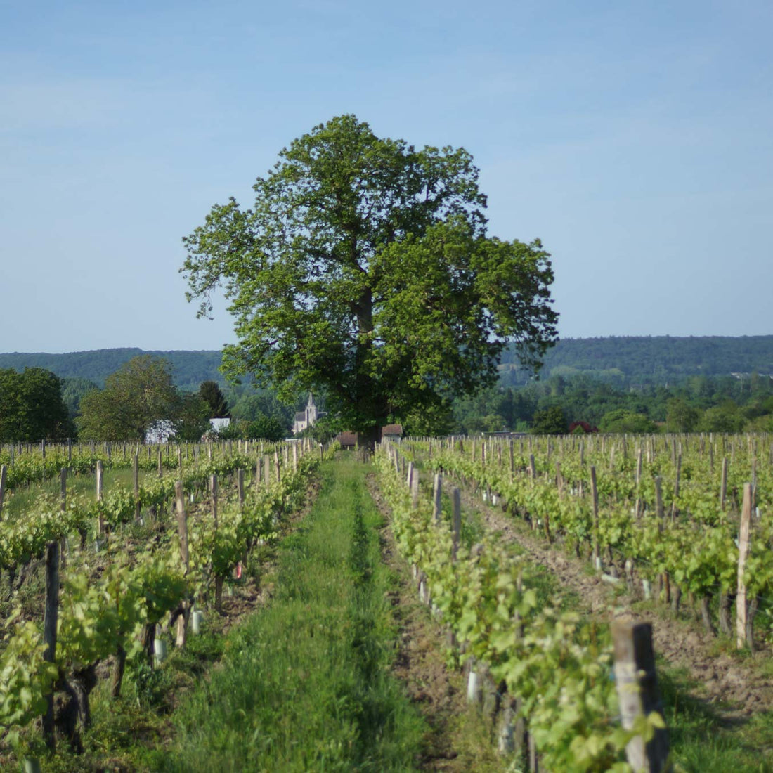 Les Charmes - blanc 2020