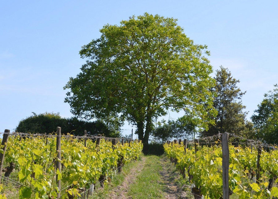 Clos de la Dioterie 2016 - Charles Joguet